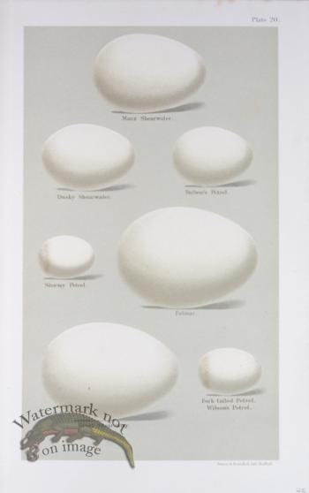 Seebohm Eggs 29